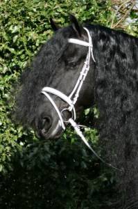 Bridon cheval 