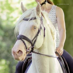 Etalon welshk cr&egrave;me plein papier agr&eacute;&eacute; 