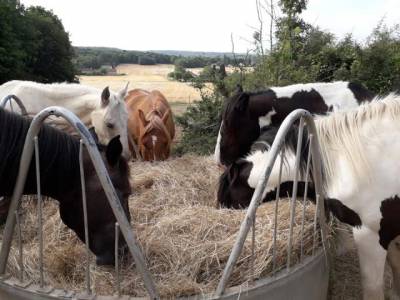 91/ Pension Paddock box, 100% pr&eacute; proche Milly la for&ecirc;t