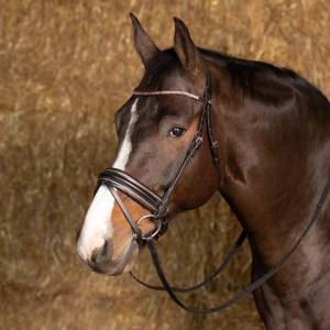 Bridon Rosegold Wide - Harry's Horse