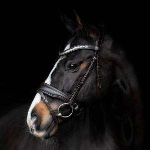 Bridon Danciero - SD Design