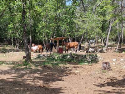 La bande &agrave; Fakir, une pension &eacute;quine au naturel