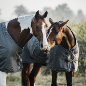 Couverture d'extérieur All Weather imperméable pro Vert/Gris 160g - Kentucky