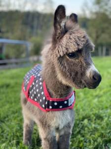 Anons miniatures et micro miniatures &agrave; r&eacute;server pr 2025