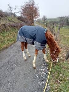 Couverture poney/poulain