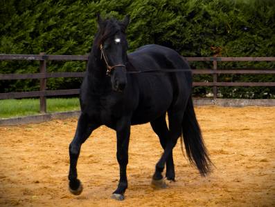 SAILLIE 2026 BLACK QUARTER HORSE 
