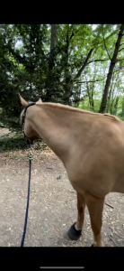 Service de tonte poneys/chevaux