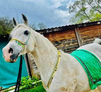 Licol et collier pour le cheval arabe 
