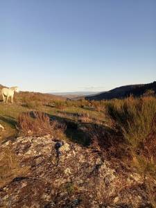 Pension pr&eacute; pour chevaux, poneys, 30min sud Clermont-Fd