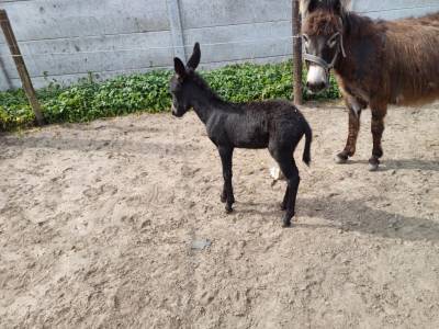 A vendre plusieurs &acirc;nes et &acirc;nesse de petit taille