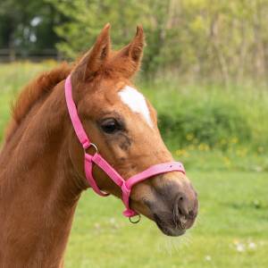 Licol poulain réglable - Harry's horse