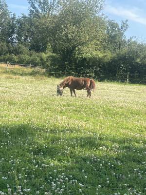 &Eacute;curies de propri&eacute;taire ou demi pension 