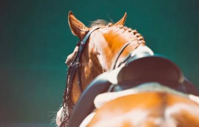 H&eacute;rault- dynamique Centre &eacute;questre