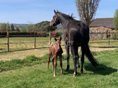 Proche Tarbes - Haras en activit&eacute;