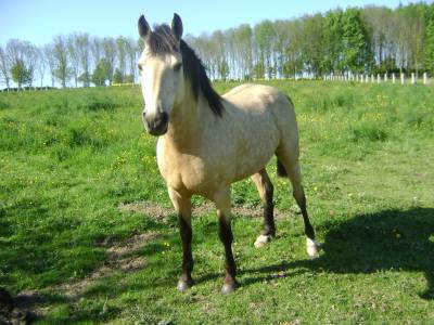 Propose ETALON pour SAILLIR ponette / jument en liberté