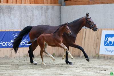 Pouliche sf tr&egrave;s chic 