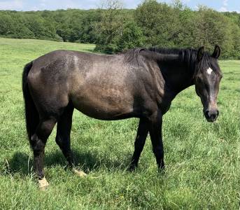 À vendre petite jument idéal passage poney/ cheval