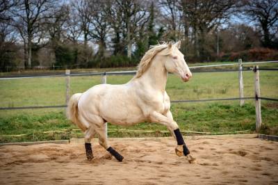 Etalon lusitanien crème