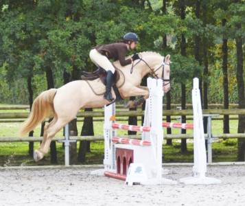 UBIWAN DES COLINES, Welsh cob agr&eacute;&eacute; Welsh et PFS