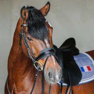 SWYN BARRADE, &eacute;talon Welsh cob agr&eacute;&eacute; Welsh & PFS