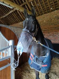Nébulisateur cheval