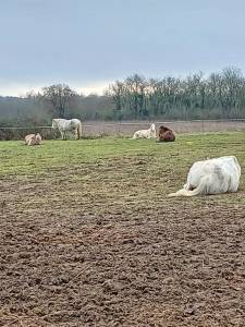Pension chevaux retrait&eacute;s et loisirs