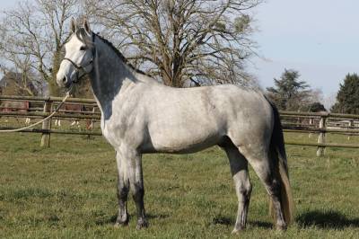 Actinium Brimbelles Z