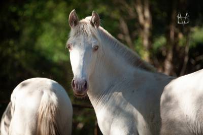 Poulain Pure Race Espagnole Cr&egrave;me/Pearl &agrave; vendre