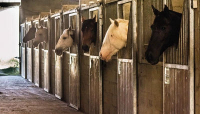 Propri&eacute;t&eacute; &eacute;questre de 3ha (32)