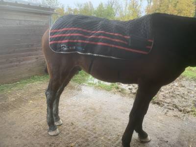 Tapis massant /chauffant Ezihorse