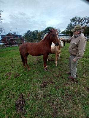 Jument Alezane BAISSE DE PRIX!