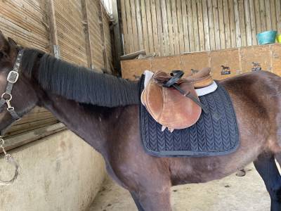 Tapis de selle Kentucky noir pear dressage