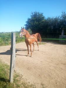 Varek d Aigrefeuilles 