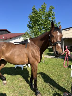 Amortisseur de dos EQUITHÈME noir