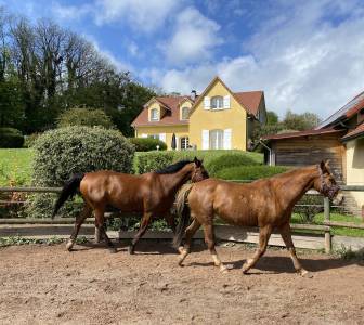 À vendre – Propriété familiale avec structure équestre