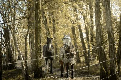 Paddock Paradise - Le Havre d'Impérial