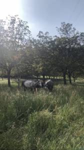 Pension retraite/loisirs