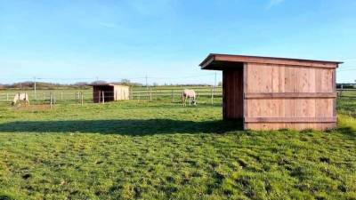 Pension Pré : Cheval, poney et Shetland 