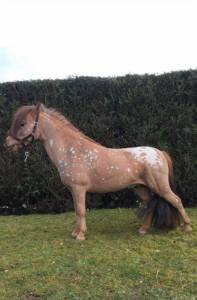 Étalon cheval miniature adorable 