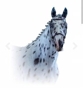 Joli cœur Z - Étalon Léopard de sport 