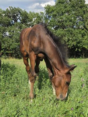 Poulains et Pouliches SF 2025 top origines 