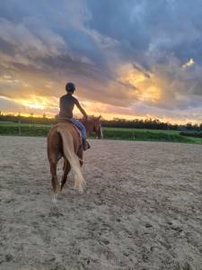 Pension chevaux boxes/pr&eacute; 