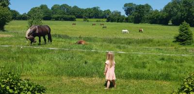 Cheval Entier OC de 11 ans