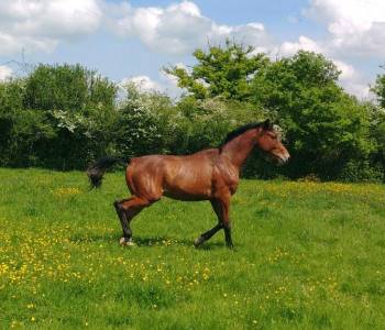 SELLE FRAN&Ccedil;AIS ORIGINEL de 3 ans en 2026 