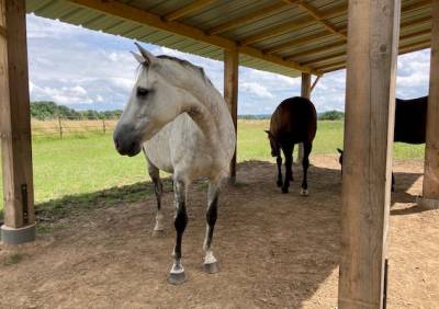 Pension pr&eacute; ou box/paddock