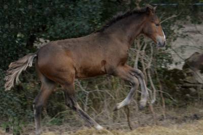  magnifique poulain New Forest  de croisement