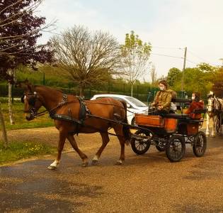 Calèche poney 4 places adultes de 2015