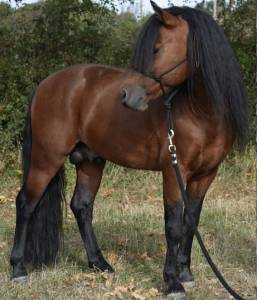 Saillie étalon poney Dartmoor