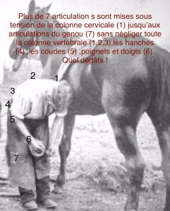 Trépied de maréchalerie « tout en un »