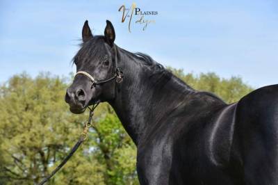 Levannte al Alsan - Étalon pur sang arabe noir 